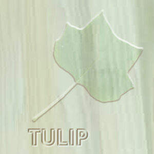Tulipwood Kitchen Doors